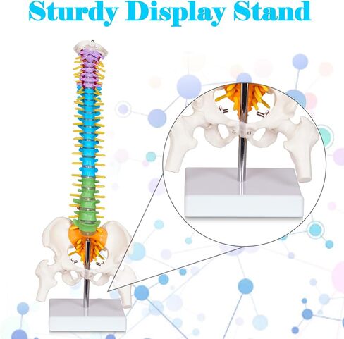 نموذج صغير للعمود الفقري البشري من بريسكي للأطفال، نموذج تشريح العمود الفقري مقاس 17 بوصة مع أعصاب، نموذج فقري مع حامل لطلاب الطب وأطباء العظام وتقويم العمود الفقري in Kuwait
