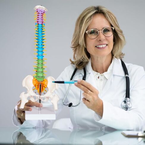 نموذج صغير للعمود الفقري البشري من بريسكي للأطفال، نموذج تشريح العمود الفقري مقاس 17 بوصة مع أعصاب، نموذج فقري مع حامل لطلاب الطب وأطباء العظام وتقويم العمود الفقري in Kuwait