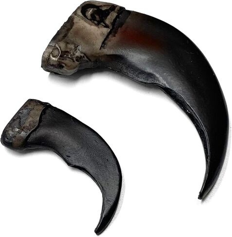 منحوتة راتينج بجودة متحف Bear Claw - أسود in Kuwait