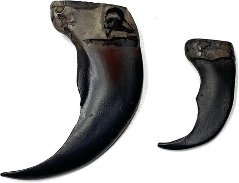منحوتة راتينج بجودة متحف Bear Claw - أسود in Kuwait