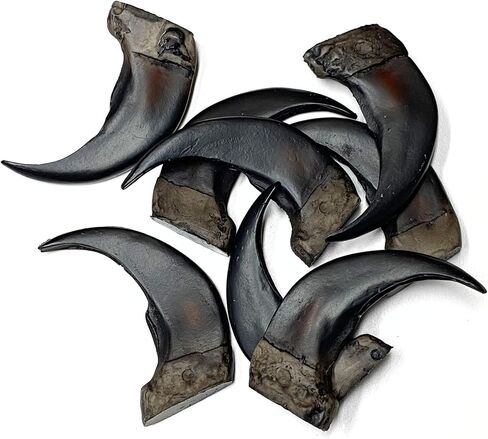 منحوتة راتينج بجودة متحف Bear Claw - أسود in Kuwait