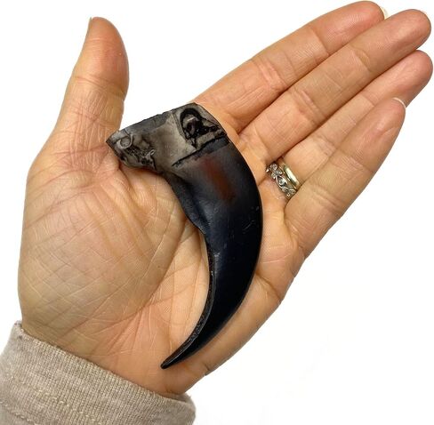 منحوتة راتينج بجودة متحف Bear Claw - أسود in Kuwait