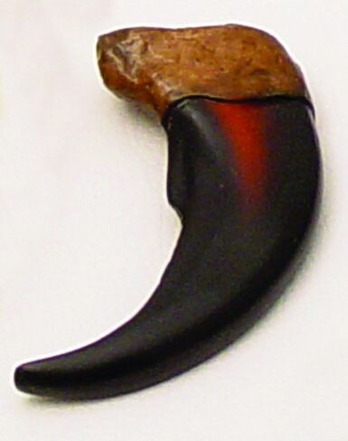 منحوتة راتينج بجودة متحف Bear Claw - أسود in Kuwait