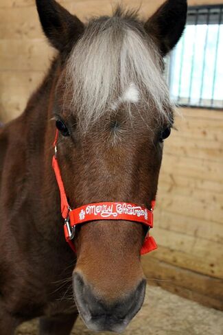 2 Ply Nylon Halter with Silver Merry Christmas Embroidered Nose in Saudi Arabia