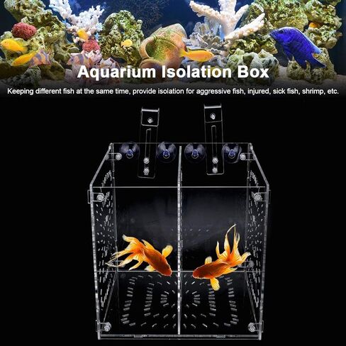 Fish Breeding Box Acrylic Fish Isolation Box Fish Seedlings Incubator Aquarium Fish Breeder Box with Isolation Board for Baby Fishes Shrimp Clownfish and Guppy(20MC *20CM*20CM) in Saudi Arabia