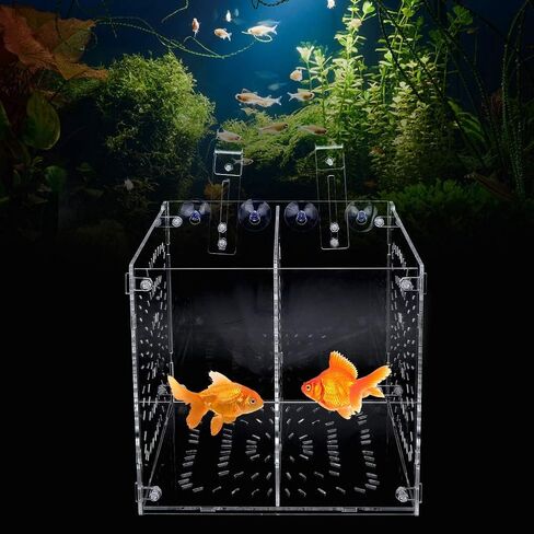 Fish Breeding Box Acrylic Fish Isolation Box Fish Seedlings Incubator Aquarium Fish Breeder Box with Isolation Board for Baby Fishes Shrimp Clownfish and Guppy(20MC *20CM*20CM) in Saudi Arabia