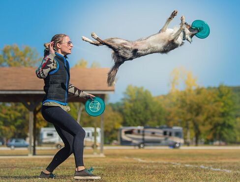 Superhero 235 K9 Candy Plastic Dog Frisbee, Outdoor Dog Toy and Pet Frisbee, Puncture Resistant Dog Flying Disc (Blue) in Saudi Arabia