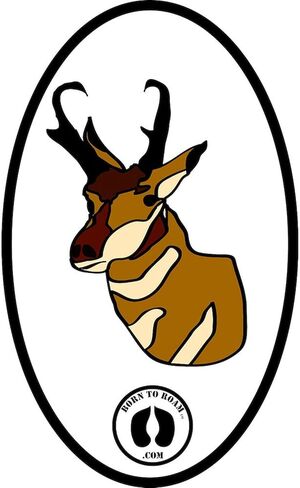 ملصق CafePress Pronghorn ملصق ممتص الصدمات للسيارة بيضاوي in Saudi Arabia