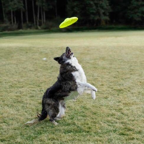 KONG Reflex Glide Flyer - Lightweight, Flexible Flying Disc Frisbee - Floats in Saudi Arabia