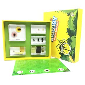 Lifecycle of a Honey Bee in Acrylic Block Science Classroom Specimens for Science Education