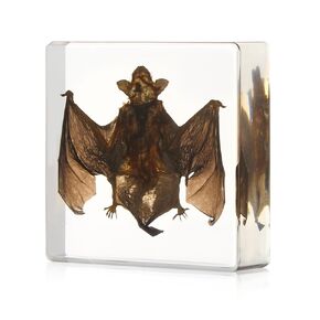 Taxidermy Bat Insect in Resin, Real Bat Specimens Animal Specimen in Resin Fans of Taxidermy Animal Skull Oddities Biology Preserved in Resin for Classroom Science Education Desk Decor (Bat 2)