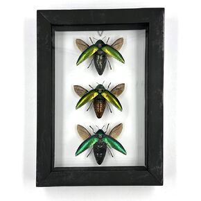 Real Framed Insect Taxidermy Specimen, Oddities, Framed Taxidermy Preserved in Shadow Box as Pictured - Tabletop Standable & Wall Hanging Home Decor (3 Jewel Beetle) by TAXIBUGS