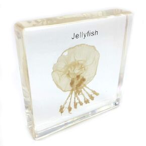 Jellyfish Specimen in Acrylic Block Paperweights Science Classroom Specimens for Science Education(2.8x2.8x0.6 Inch)