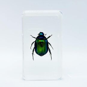 Bee, Scorpion, Scarab and Other Insect Specimens, Transparent Resin Amber, Very Suitable for Kids Educational Science Specimens, Collection, Decoration 2.4″*1.4″*0.7″ (Scorpion)