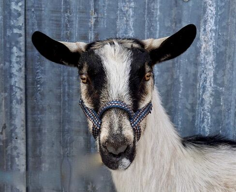 Goat Halter, S M L, XL, XL Buck, Made in USA, 23 Colors, Figure 8, Small, Medium, Large, Extra Large, Sheep Buck doe Kid Livestock (Black, X Large Buck) in Saudi Arabia