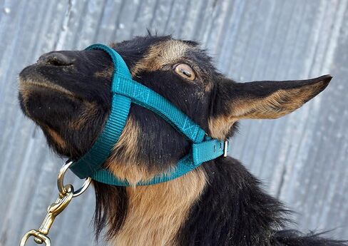 Goat Halter, S M L, XL, XL Buck, Made in USA, 23 Colors, Figure 8, Small, Medium, Large, Extra Large, Sheep Buck doe Kid Livestock (Black, X Large Buck) in Saudi Arabia