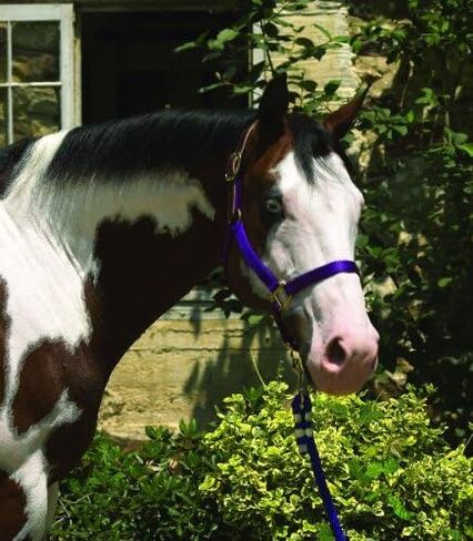 Perri's Premium Nylon Safety Halter in Saudi Arabia