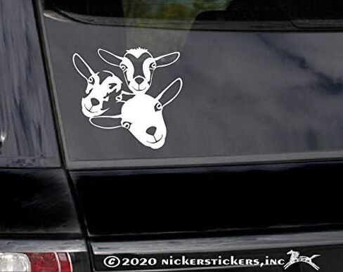 الماعز القزم النيجيري | ملصق لاصق للنافذة مصنوع من الفينيل من NickerStickers® in Saudi Arabia