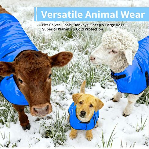 Calf Coat - Blue Calf Blanket for Winter, 1-Pack | Winter Blanket for Calves, Goats, Dogs, Foal, Donkey | Water Resistant & Adjustable Livestock Warmer in Saudi Arabia