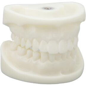Tooth Model, Lasting Resistance Easy to Clean White Dental Model White Corundum Simulation Educational Wear Resistant for School for Teachers