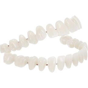 Baluue Dental Model Dental Training Models Material 1 Set Universal Teeth 3D Model Dental Study Models Teeth Model for Dental Students Resin Teeth Model Human Teeth Model Resin Teeth Halloween