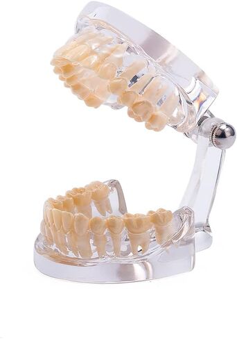 نموذج أسنان قياسي من SNAWOP نموذج أسنان كريستالي شفاف لتعليم وتعليم دراسة الأسنان عن طريق الفم in Kuwait