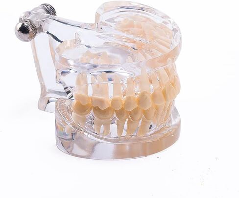 نموذج أسنان قياسي من SNAWOP نموذج أسنان كريستالي شفاف لتعليم وتعليم دراسة الأسنان عن طريق الفم in Kuwait