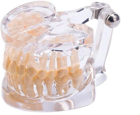 نموذج أسنان قياسي من SNAWOP نموذج أسنان كريستالي شفاف لتعليم وتعليم دراسة الأسنان عن طريق الفم in Kuwait