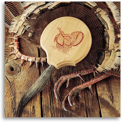 كويكر بوي - طقم تركيب المروحة واللحية، متعدد الألوان in Kuwait