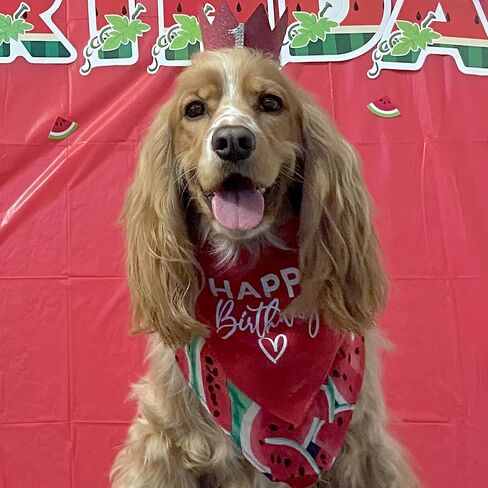 Happy Birthday Dog Bandana | 100% Cotton Triangle | Made in USA | Birthday Pawty | Party Theme | Celebration Supplies | Photoshoot Prop | Green, One Size (348) in Saudi Arabia