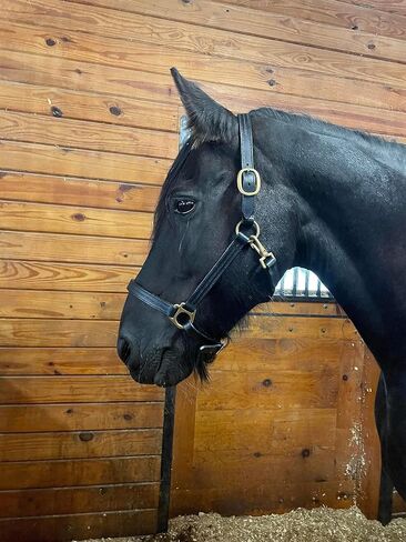 Leaders Leather Halter for Horses with Customized Engraved Name Plate Option Halter for Horse Black/Brass in Saudi Arabia