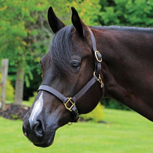 Schneiders Premier Kentucky Leather Halter for Horses - Cob or Full Size | Horse Comfort | Stable Necessity | Premium Kentucky Leather Halter in Saudi Arabia