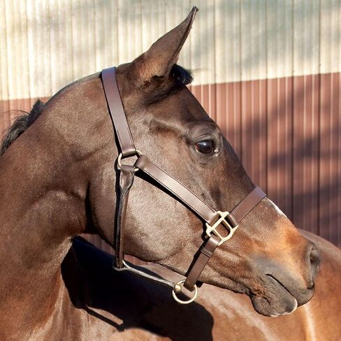 Schneiders Premier Kentucky Leather Halter for Horses - Cob or Full Size | Horse Comfort | Stable Necessity | Premium Kentucky Leather Halter in Saudi Arabia