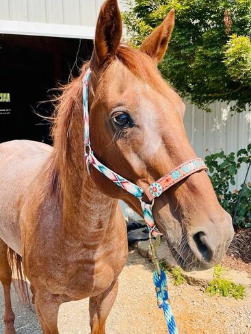 طباعة شخصية من النايلون على شكل ازتيك in Kuwait