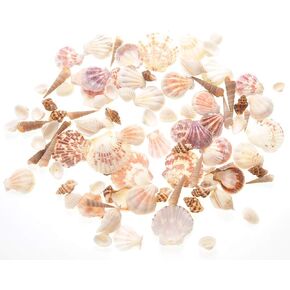 PowerTRC Mixed Beach Sea Shells for Ocean Theme Parties and Weddings Decoration | Vase, Fountain & Fish Tank Filler Various Sizes 1"-2.5" | Approx.100 Sea Shells