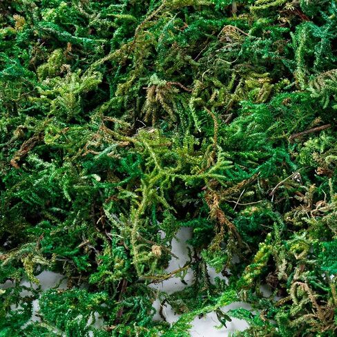 طحالب صناعية وهمية من KXCOFTXI، 10.6 أونصة/300 جرام من الطحالب الخضراء المجففة، طحلب حرفي لنباتات الزهور وتزيين الحديقة in Kuwait