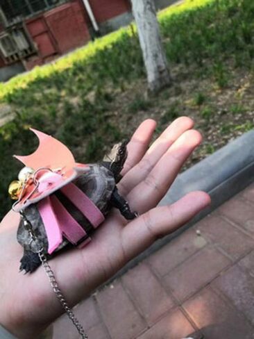 Turtle Harness and Leash with Wings Tortoise Leash Lizard Leash Tortoise Harness Strap Small Animal Adjustable Collar Leash Walking Lead Control Rope Pet Harness Leash (S (3.1'' - 7.1''),Black) in Saudi Arabia