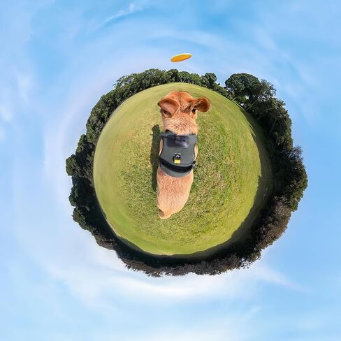 Insta360 CINSBAVZ Accessory Pet Harness Mount - Large Black in Saudi Arabia