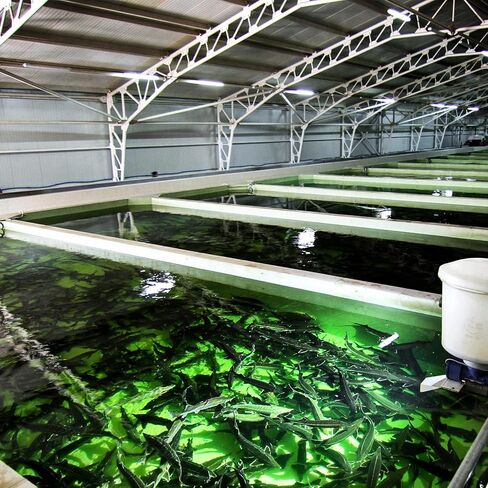 ABuff 2 Pack Stainless Steel Float Ball Valves 3/4 Inch Thread Float Valve for Water Tank, DN20 Floating Ball Valve Automatic Water Level Control Float for Tank Pond Water Pump Aquariums Reservoir in Kuwait