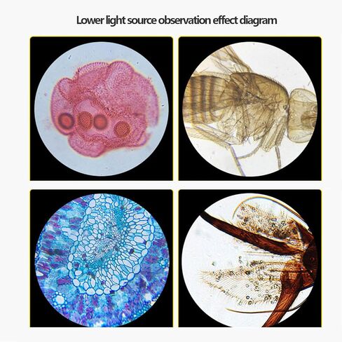 Beginner Microscope 40x-1600x Biological Microscope Eyepiece (10x/20x) Objective Lens (4X 10x 40x) LED up and Down Light Source 45° tilt monocular Lens Battery Powered 15x10x28cm in Saudi Arabia