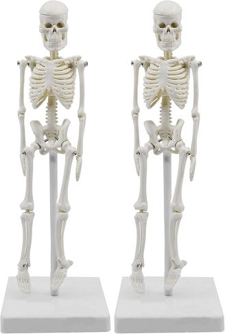 نموذج هيكل عظمي بشري مصغر، بطول 8 بوصات - مع حامل وحامل - نموذج تشريحي، ومفاصل مفصلية ومرنة - Eisco Labs in Kuwait