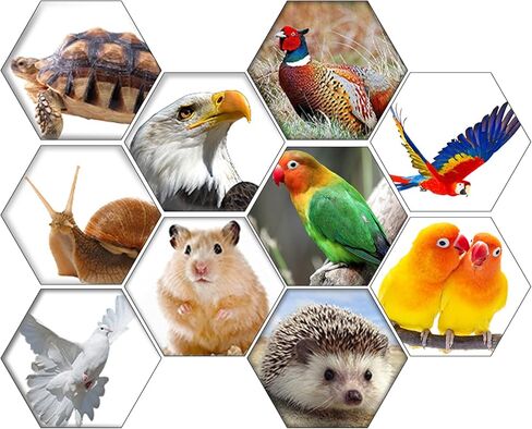 3 قطع من Ovveroche لببغاوات الحبار الطبيعية من حجر الكالسيوم النقي للطيور والسلحفاة والببغاوات والكناري والكوكاتيل والسلاحف 17-21 سم /6.7-7.9 بوصة in Kuwait