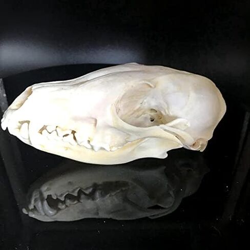 قطعة واحدة من جمجمة القط الحقيقي الفريدة من نوعها من CEZUIC، جمجمة الكلب، جمجمة الثعلب. مجموعة جمجمة التحنيط، العينات، الأوسمة (8) in Kuwait