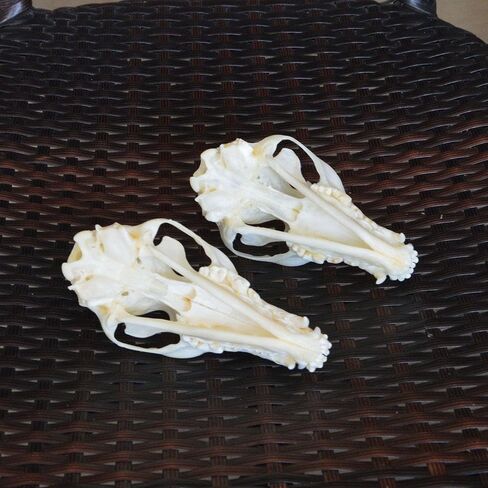 قطعة واحدة من جمجمة القط الحقيقي الفريدة من نوعها من CEZUIC، جمجمة الكلب، جمجمة الثعلب. مجموعة جمجمة التحنيط، العينات، الأوسمة (8) in Kuwait