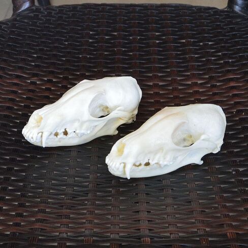 قطعة واحدة من جمجمة القط الحقيقي الفريدة من نوعها من CEZUIC، جمجمة الكلب، جمجمة الثعلب. مجموعة جمجمة التحنيط، العينات، الأوسمة (8) in Kuwait
