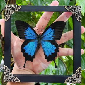 Real Swallowtail Butterfly Wooden Framed Shadow Box Dried Handmade Insect Lover Taxidermy Dead Bug Taxadermy Specimen Wall Decor Living Home K16-28-KINH in Saudi Arabia