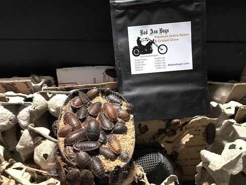 BadAssBugs™ 2LB Premium Dubia Roach & Cricket Chow in Saudi Arabia