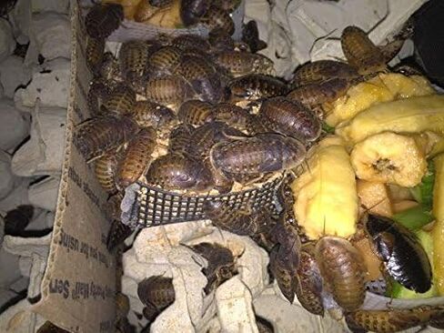 BadAssBugs™ 2LB Premium Dubia Roach & Cricket Chow in Saudi Arabia