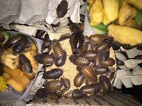 BadAssBugs™ 2LB Premium Dubia Roach & Cricket Chow in Saudi Arabia