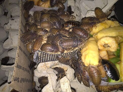 BadAssBugs™ 2LB Premium Dubia Roach & Cricket Chow in Kuwait